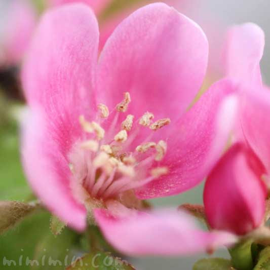 カリンの花の写真 花言葉 みみみんブログ
