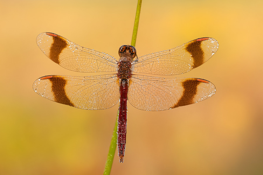 500px favs, rg443