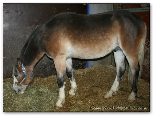 pondus-26okt2008_01