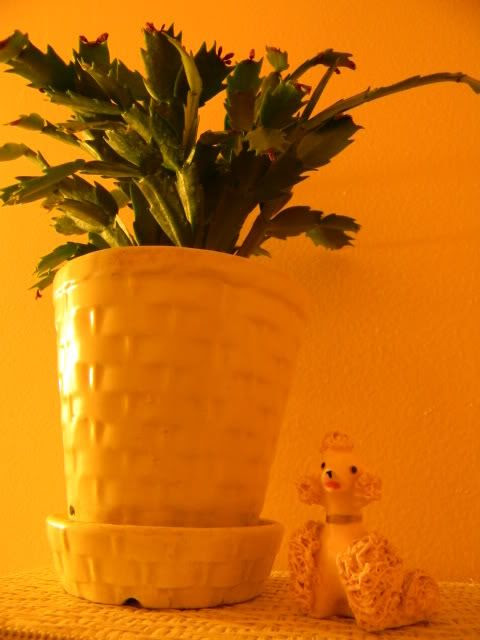 Spaghetti poodle and planter