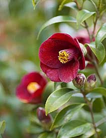 紺侘助 さつき研究 趣味の山野草 栃の葉書房staff Blog