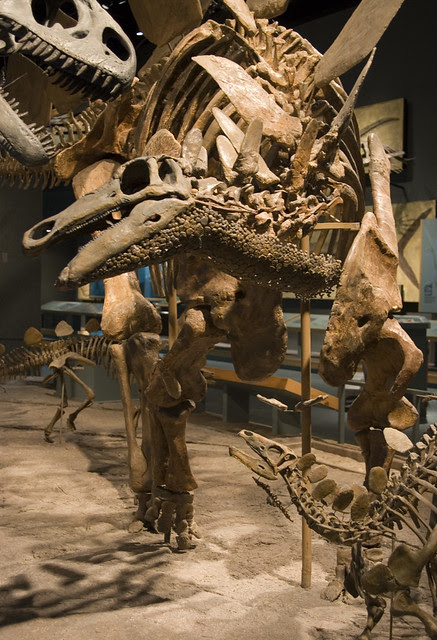 Stegosaurus, the Colorado state fossil  Flickr  Photo 
