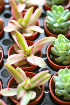 火祭りの光 多肉植物で癒しを 寄せ植え写真や増やし方 育て方を紹介 販売も Petit Succulent