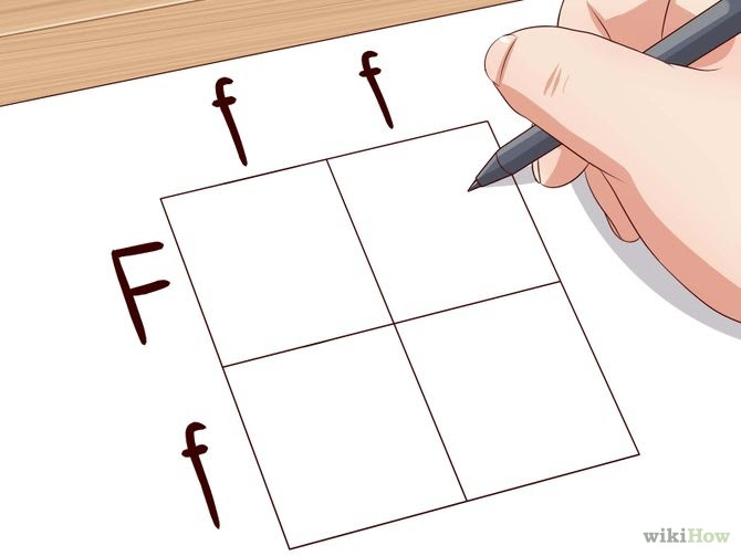 Make a Punnett Square Step 5.jpg