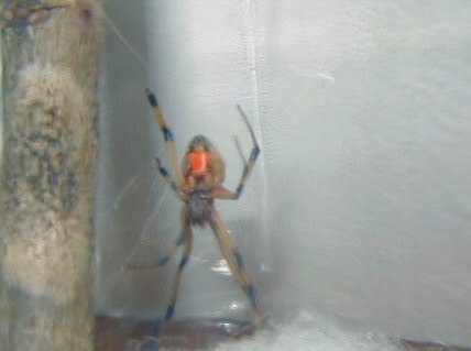 Brown Widow Underneath brown widow spider bites pictures. Brown Widow Underneath