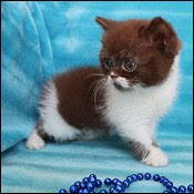 Cat breeders - Abyssinian Munchkin Napoleon Birman Exotic Ragdoll American  Bobtail Siamese