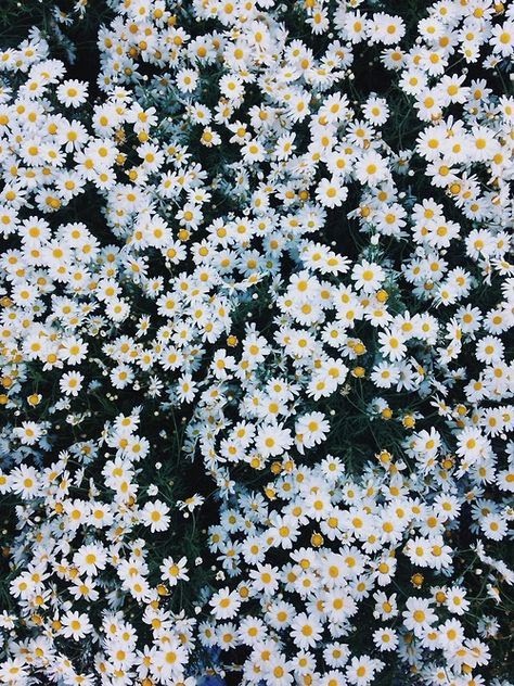 Blumen Hintergrund Tumblr
