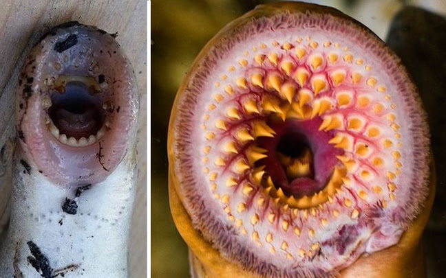 ψάρια – βαμπίρ6