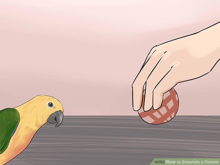 Entertain a Conure Step 10.jpg