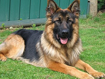 Long Haired GSD