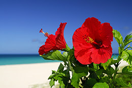 My Cloud 通信バックナンバー 09年7月29日号 富士通