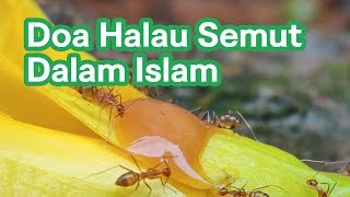 cara nak halau semut