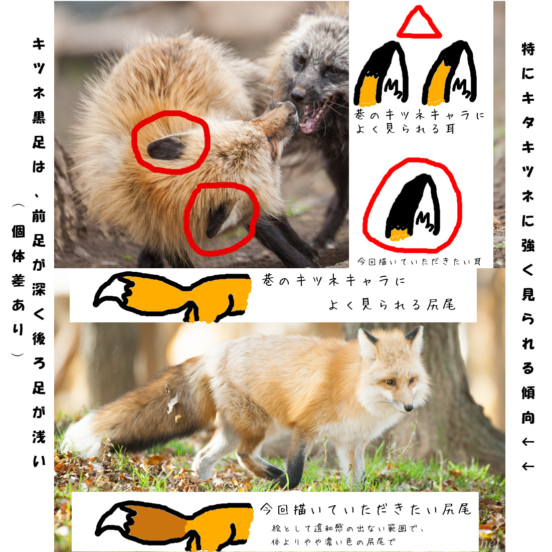 キツネ写真館のキャラクター名を募集中です キツネ写真館