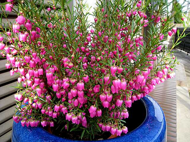 Mvkの毎日 ボロニア