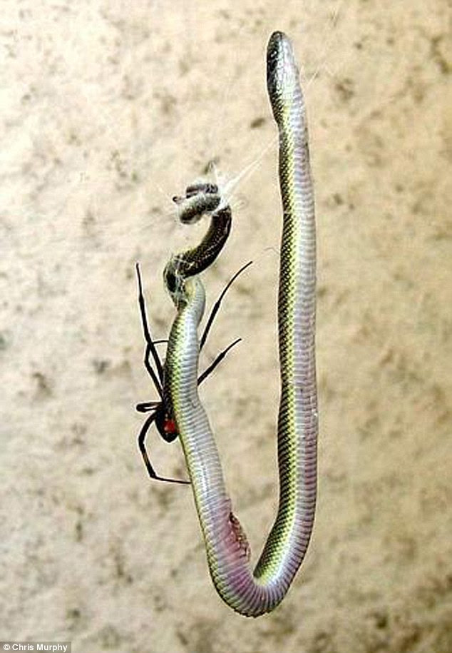 Stuff of nightmares: The snake is off the ground and hanging from the spiders web as its predator moves in for the kill