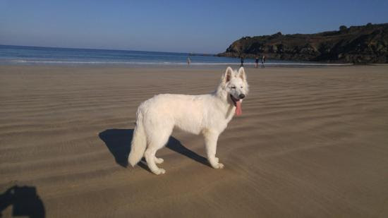 Elevage Des Chemins Du Poitou Berger Blanc Suisse Poils Longs