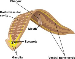Platyhelminthes The Muscular System