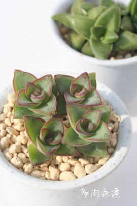 星の王子 ほしのおうじ クラッスラ属 クラッスラの星の王子通販 クラッスラの星の王子育て方増やし方 Crassula Conjuncta 多肉永遠 たにくとはcuctus And Succulents Onlineshop From Japan Tanikutoha