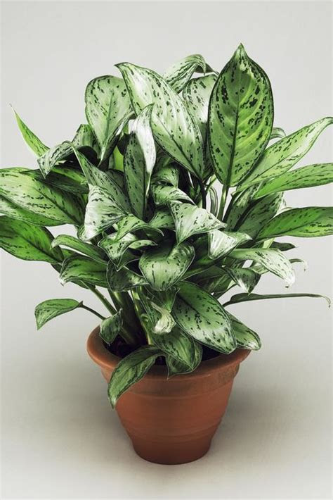 The spruce / evgeniya vlasova busy homeowners, even if they consider themselves avid garden. 25 Best Indoor Plants For Apartments - Low-Maintenance
