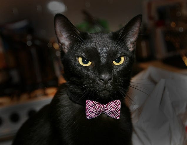 Shelters ban black cat adoption on Halloween to prevent animal torture