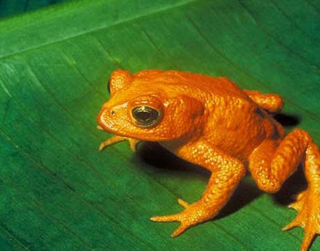 The golden toad is not the only species to disappear in the past 40 years, but it might just be the brightest. This fluorescent amphibian was found in the high-altitude ridges of Costa Rica, but thanks to pollution, global warming and fungal skin infections, the species became extinct in 1989.
Read on to find out about 10 other incredible species we've lost in the last several decades.
