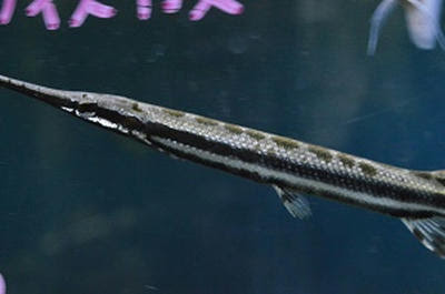 スポッテットガー １３cm ２匹います 大特価 ペットのデパート東葛本店観賞魚２