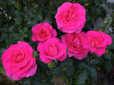 信州暮らしパｰトナｰ 宅建協会諏訪支部 バラが咲きました 濃いピンクのバラ16年