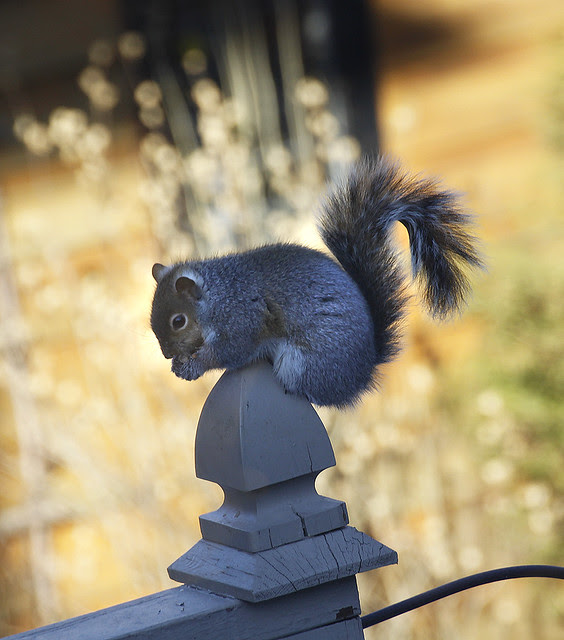 theiving squirrel2