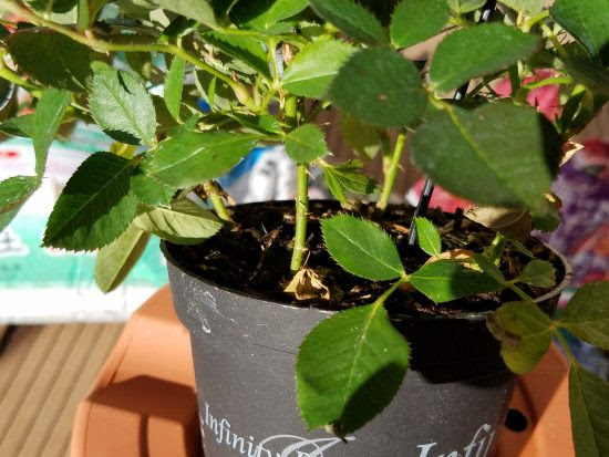 ミニバラを買ったときにすること ミニバラの植え替え