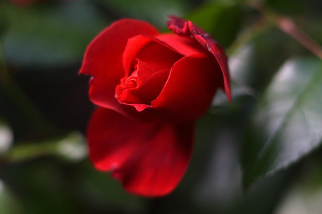 october rose, south park blocks