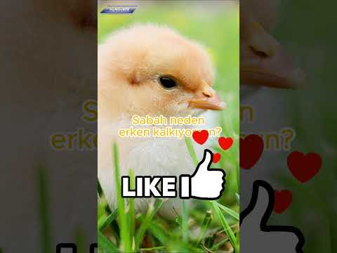 Resim