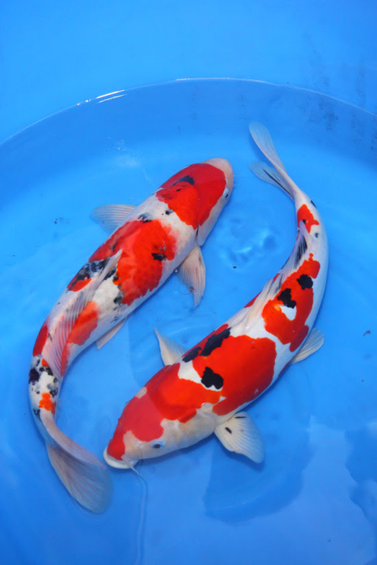 Gosanke Japanese Koi - Kohaku, Showa Sanke and Taisho Sanke