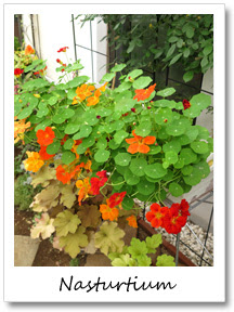 ナスタチュームの種まき 花と雑貨の情報館