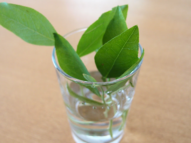 ブルーベリーの挿し木の方法 ブルーベリー収穫奮闘記