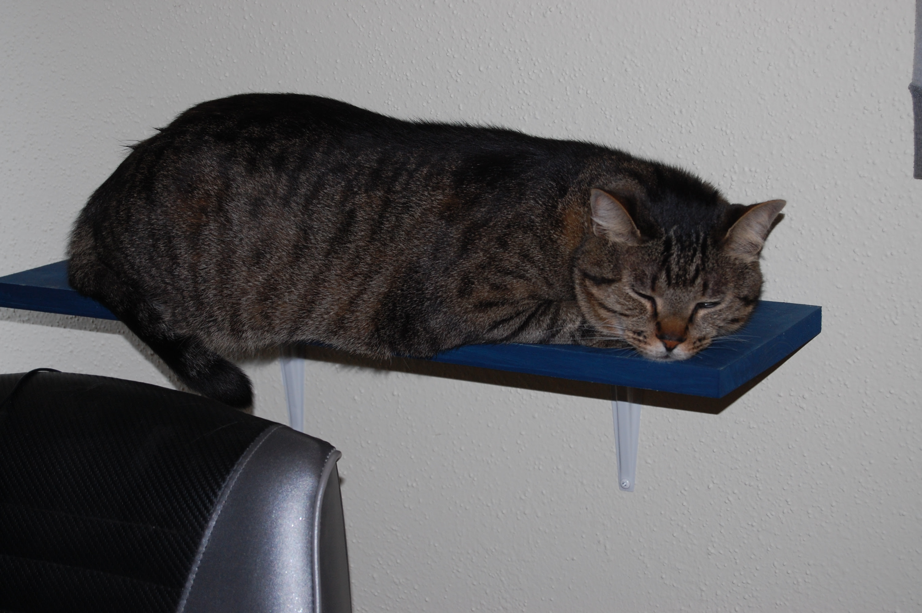 Cat Shelves DIY - sensiblysara.com