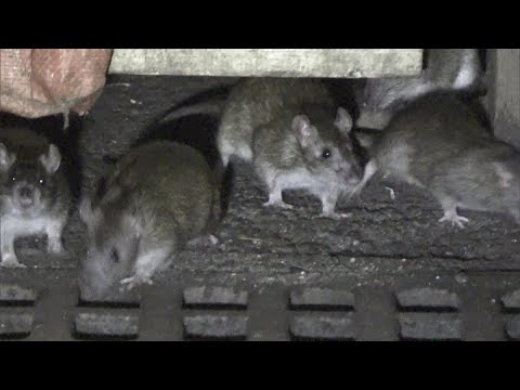 Once-Rare Disease Spread by Rats Sees Resurgence
