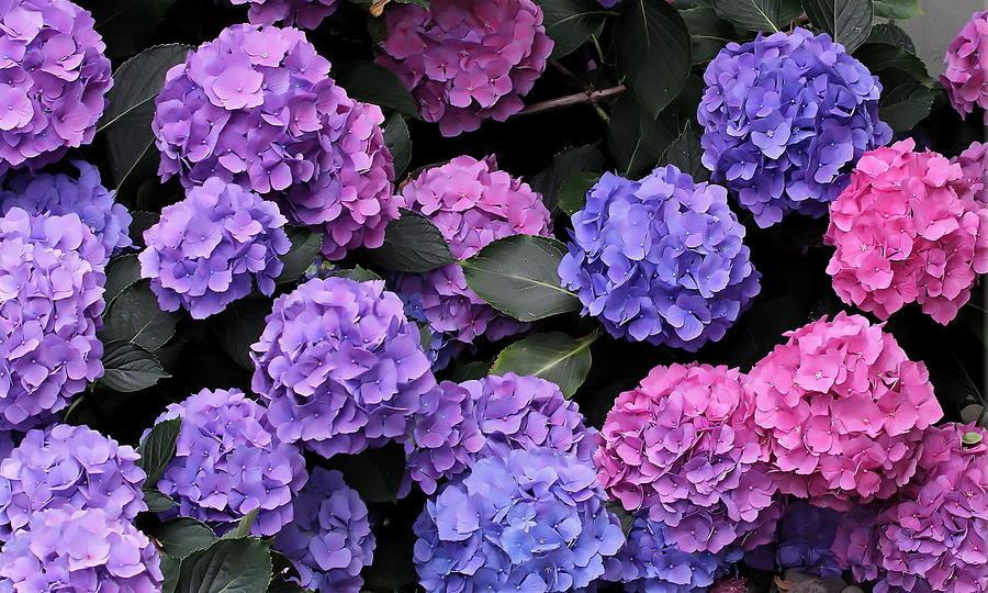 Hydrangea Bush by Angie Vogel