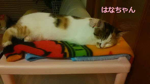 2015年 本当にありがとうございました - サクラねこ名古屋