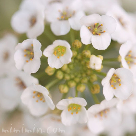 スイートアリッサムの写真 スイートアリッサムの花言葉 みみみんブログ