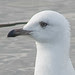(Kumlien's) Iceland Gull