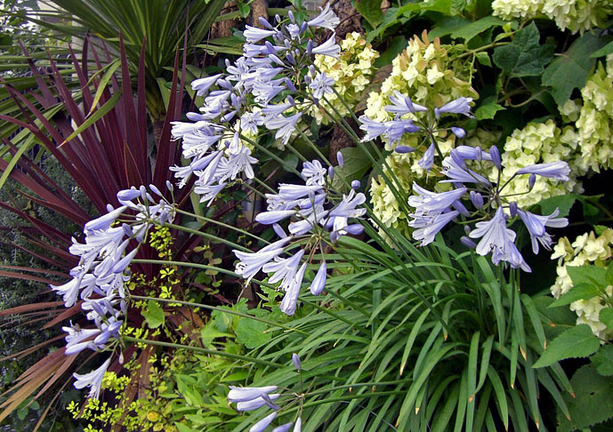 アガパンサス2種 Fromネットカフェ ーー 庭の植物