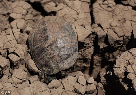 Severe: A dead turtle lies on the dried bed of Lake Colorado City near Colorado City, Texas today. Thousands of animals have died in the drought