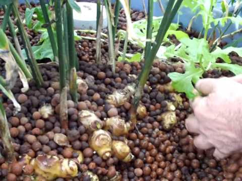 ginger grown in an aquaponics system with expanded clay