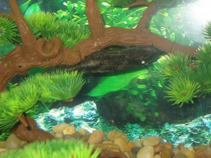 A Fish Tank Made Out of Old TV (18 pics)