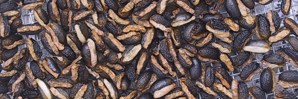 クリスマスローズの種の採取と保存方法