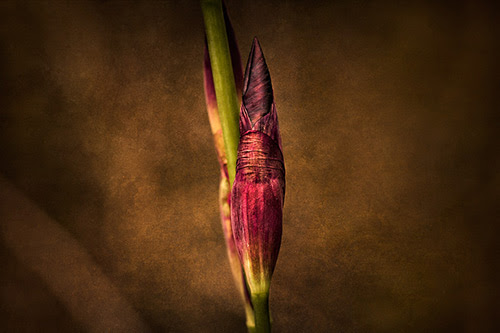 Fine Art Photography by Diane Varner