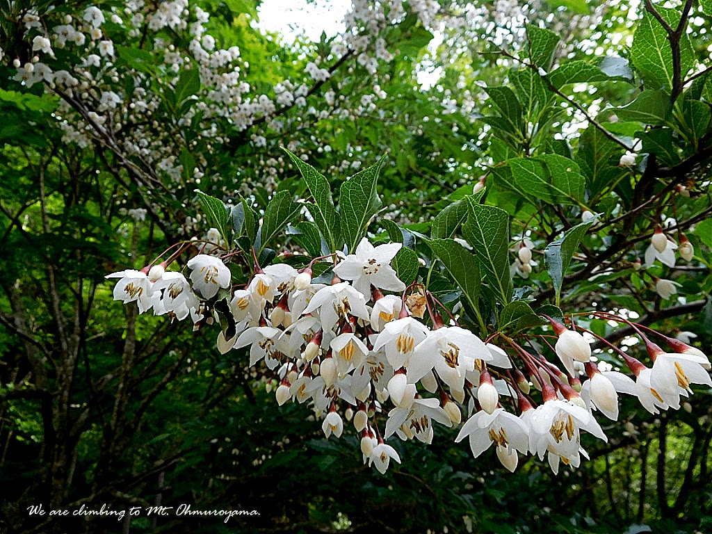 初夏緑色の大室山 木々に咲く白い花 野花の箱庭 Part2