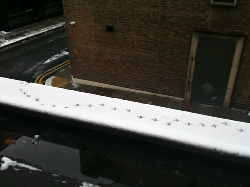 Snow bird tracks