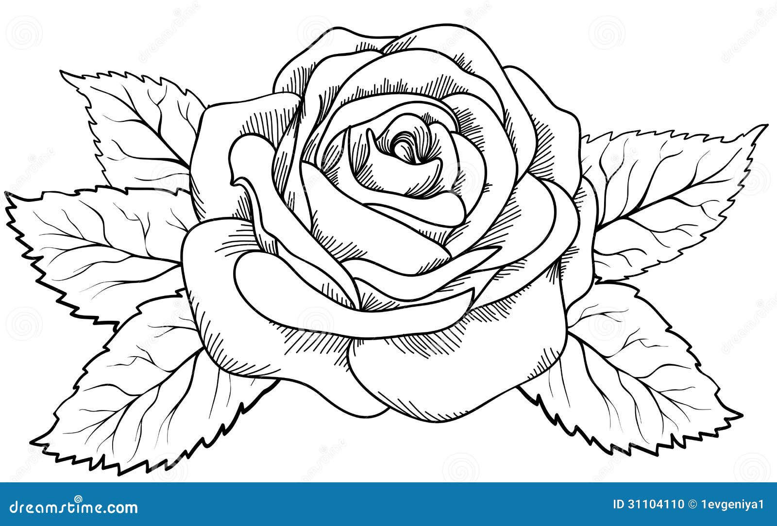 White Rose Drawing