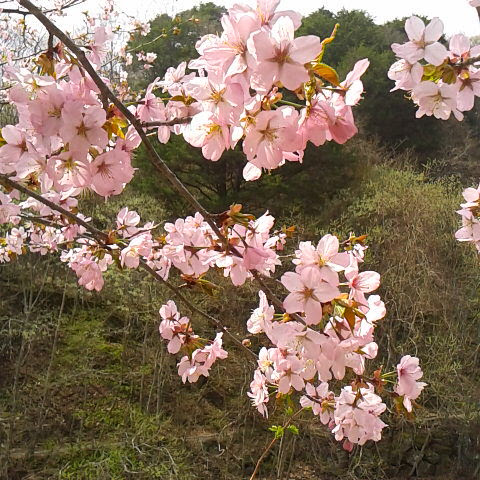 3月31 日の誕生花は山桜です オオヤマザクラの花です Blog Houougoya Jp